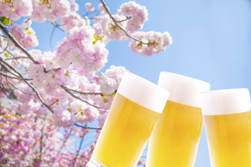 鉢形城の桜「エドヒガンが満開」です！春のキャンプは玉淀河原で決まり♪